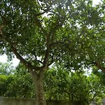 Casa Vrani *